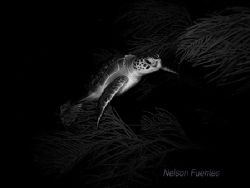Night dive in Manchones Reef Isla Mujeres, Mexico. by Nelson Fuentes 